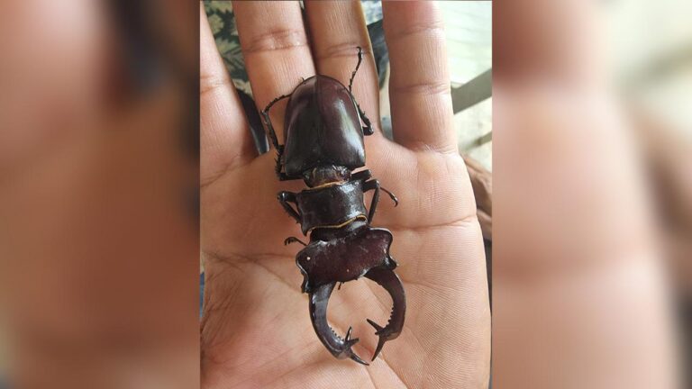 Geyik Scarabeo'nun cezasını öldürmek için 557 bin lira kesilecek