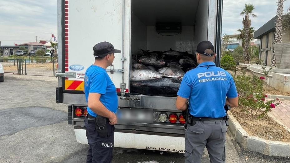 İzmir’de Kaçak Orkinos Operasyonu: 3 Ton Mavi Yüzgeçli Balık Ele Geçirildi