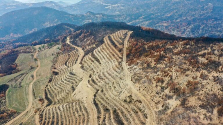 Yangından hasar gören alanlar 5 milyon 350 fidan ile yeşil olacak